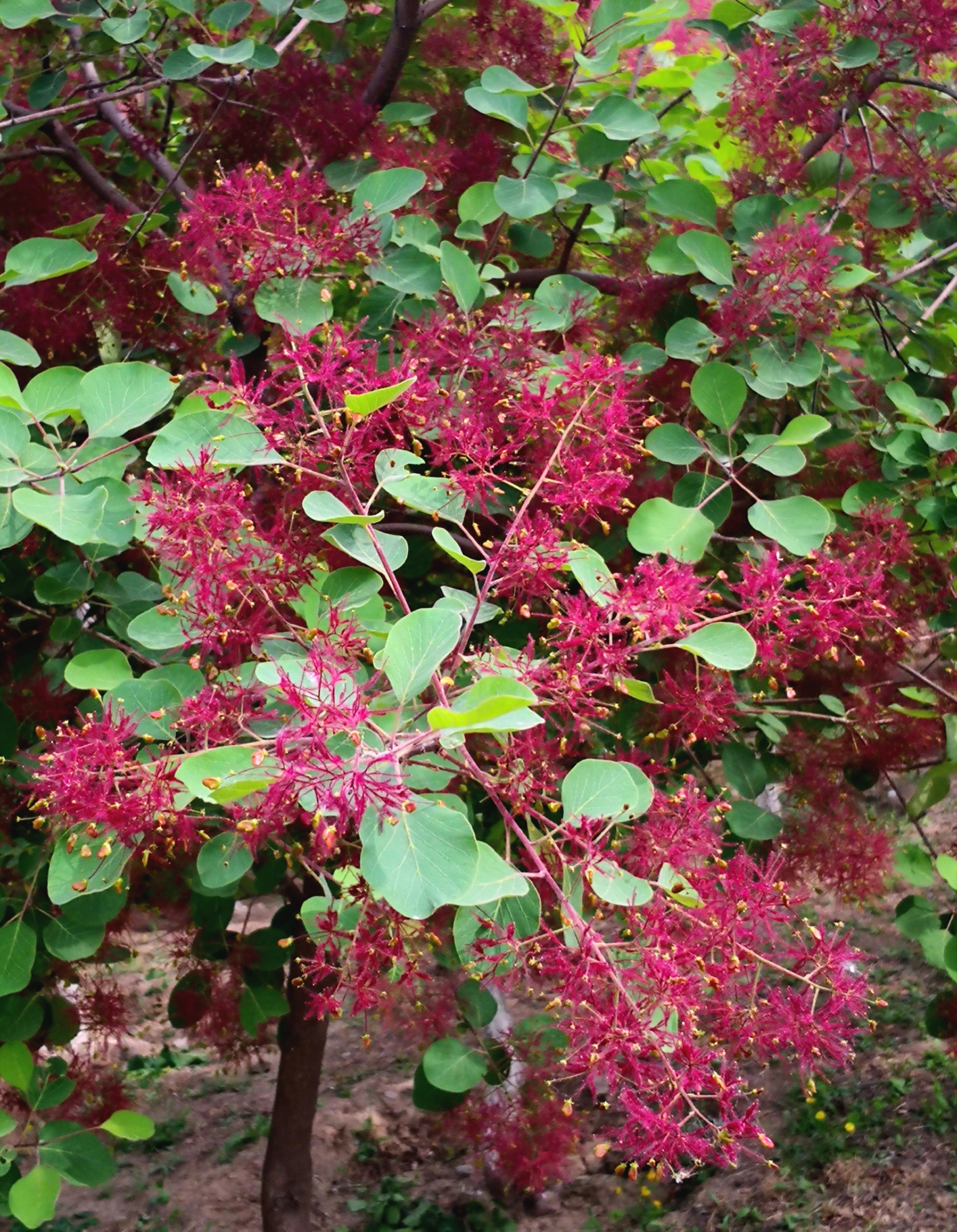 黄栌惊艳的花开