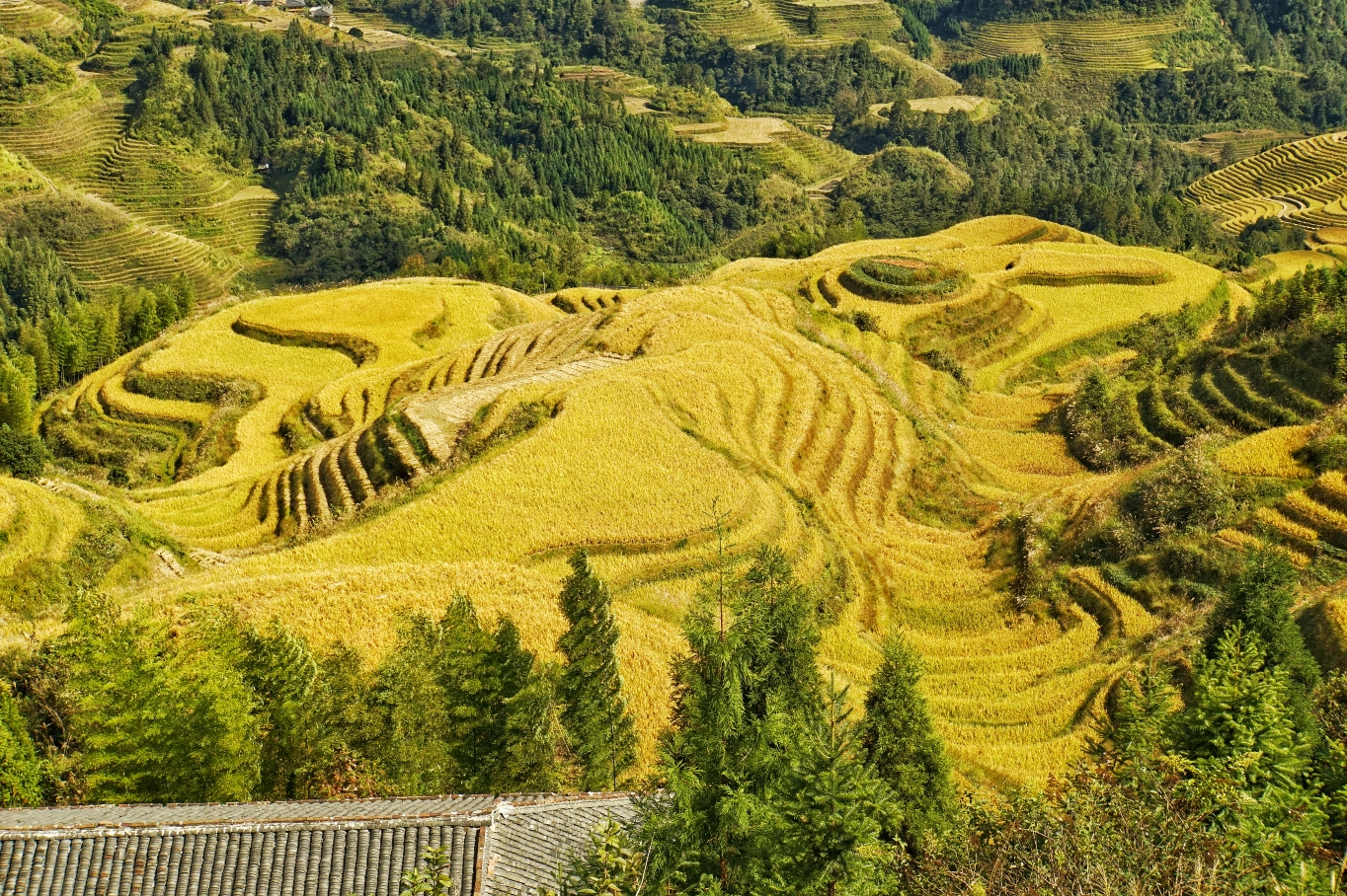桂林龙胜龙脊金坑梯田