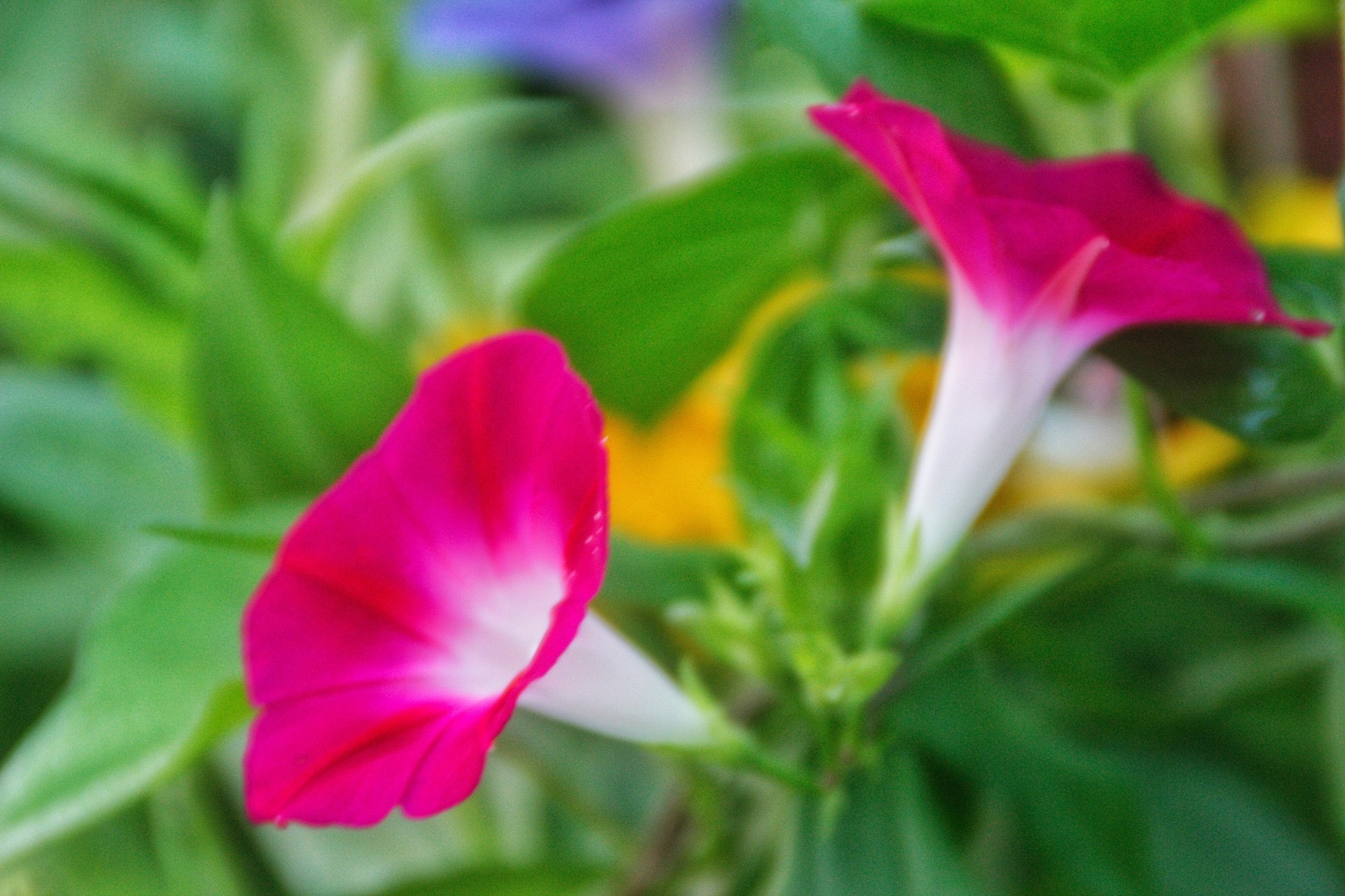 【首发】圆叶牵牛花