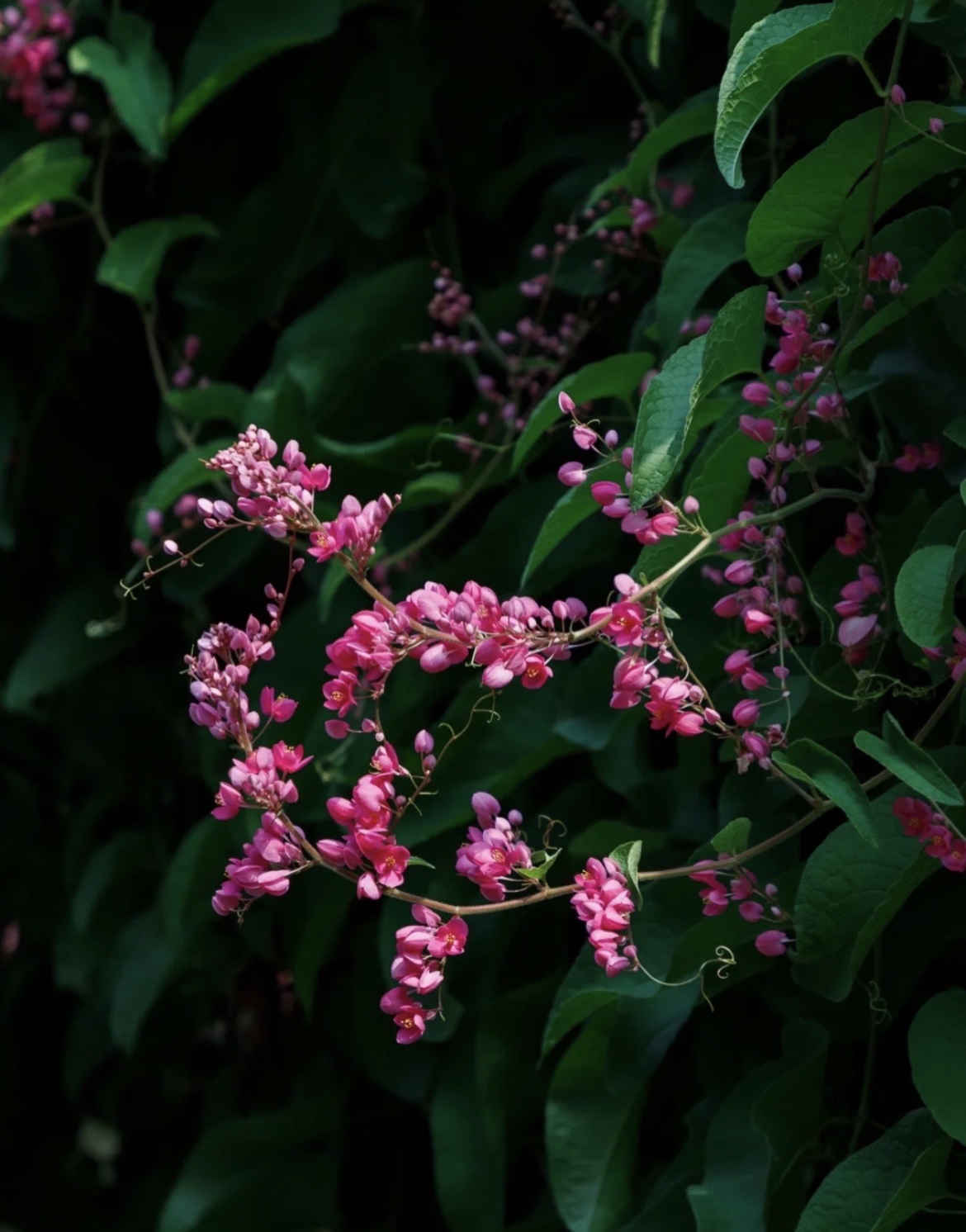 【首发】珊瑚藤