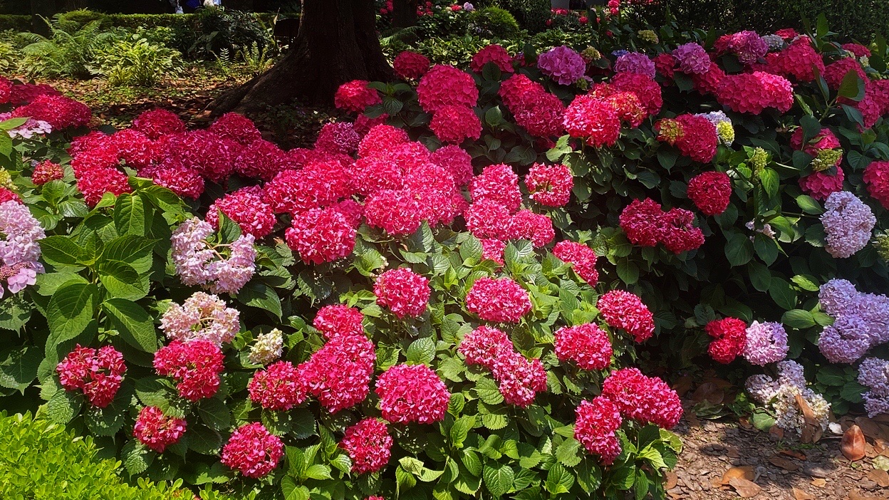 【首发】红绣球