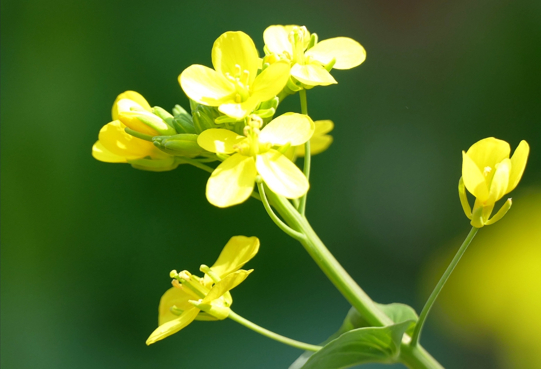 深春四月,姹紫嫣红花满枝,绿柳烟波万木青.