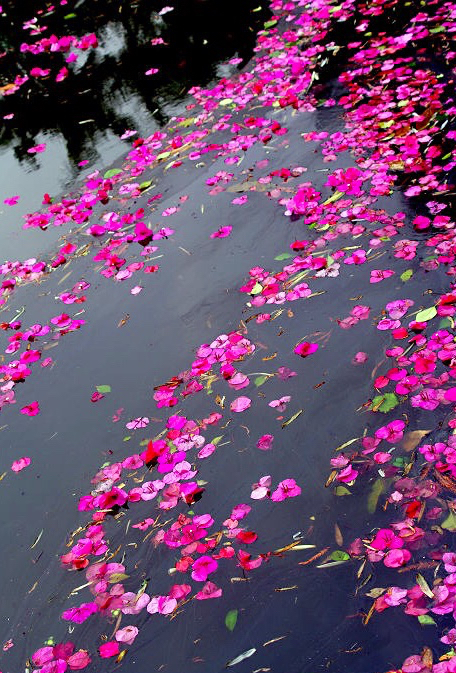 落花纷飞一地殇