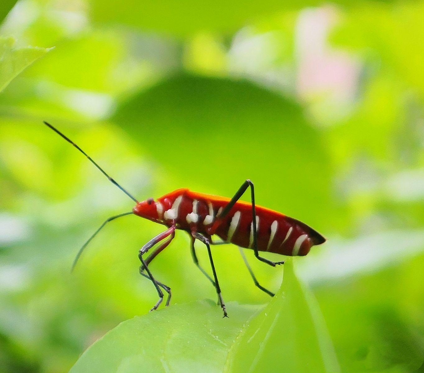 今天拍的红蝽红蝽,地红蝽,大红蝽