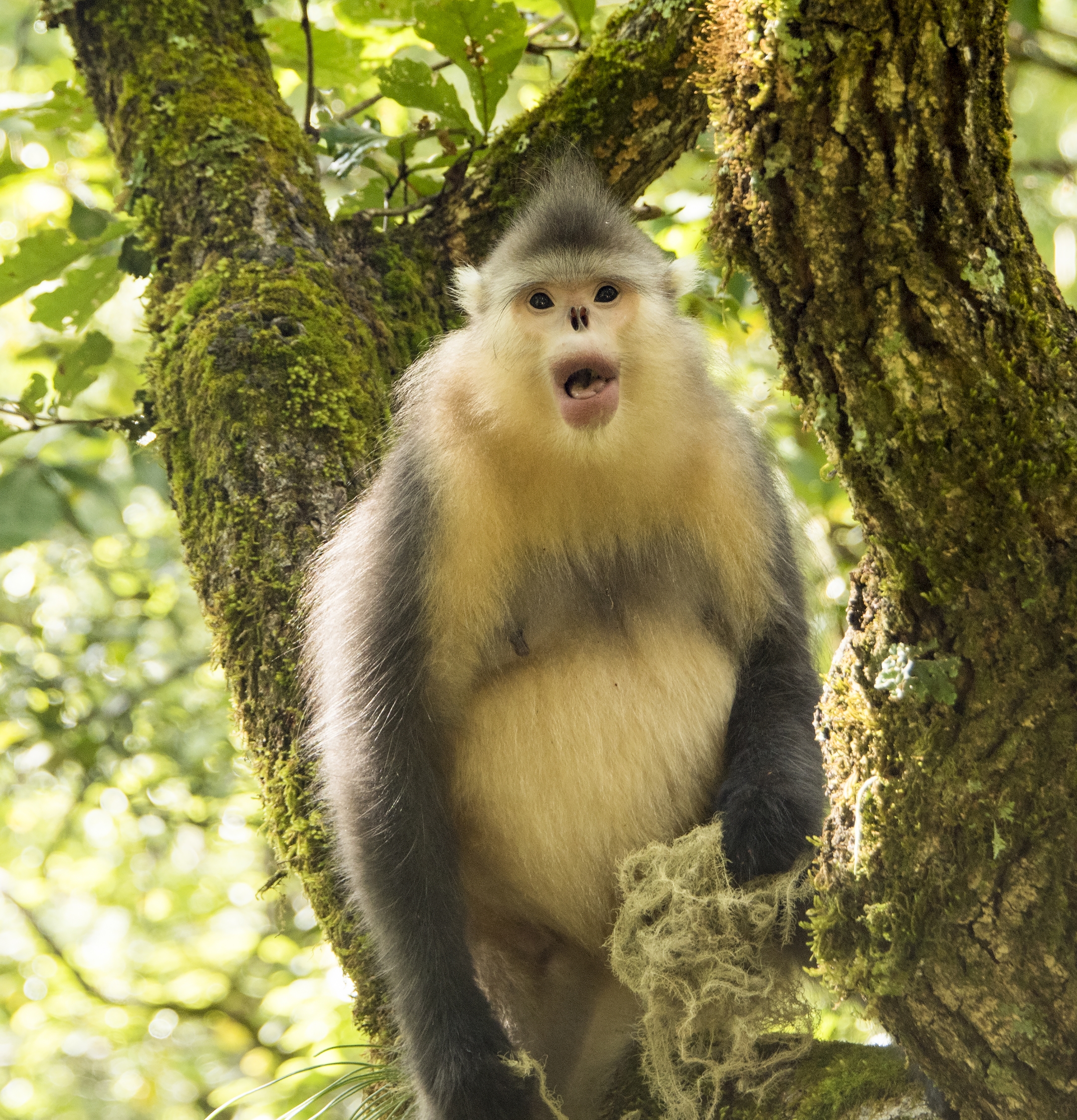 萌萌的滇金丝猴【首发】