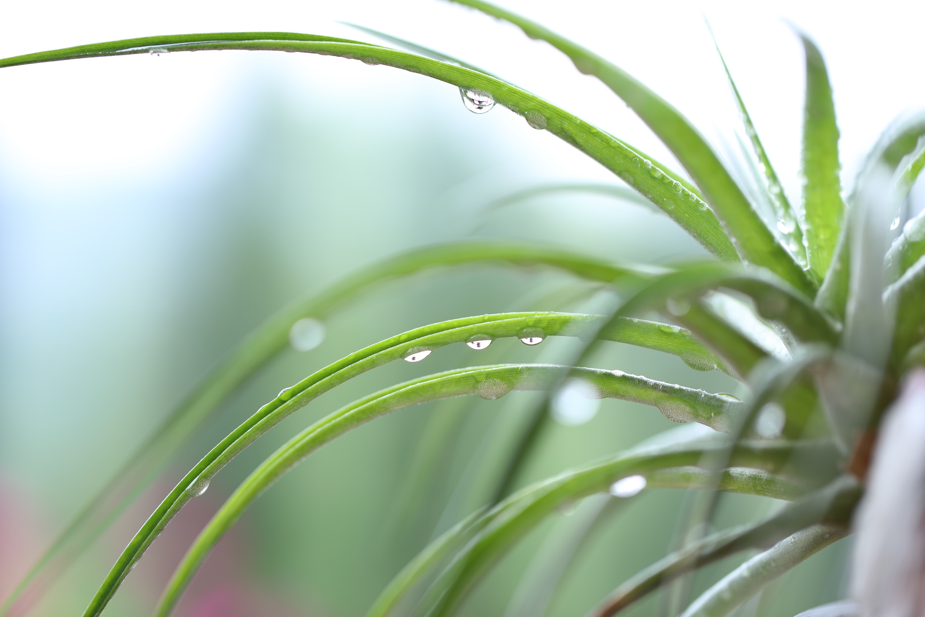 小草带着雨露的图片图片