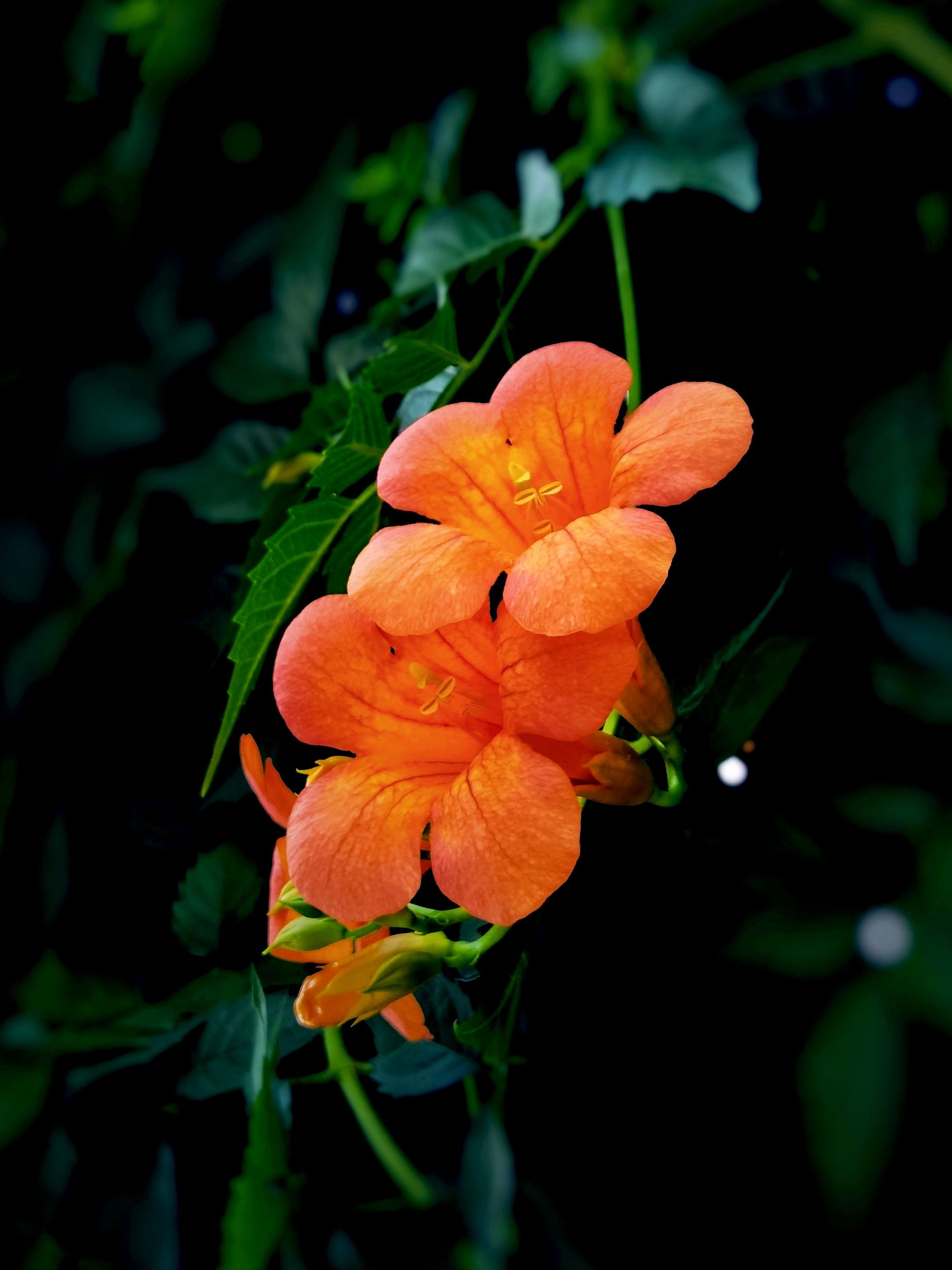 【首发】凌霄花