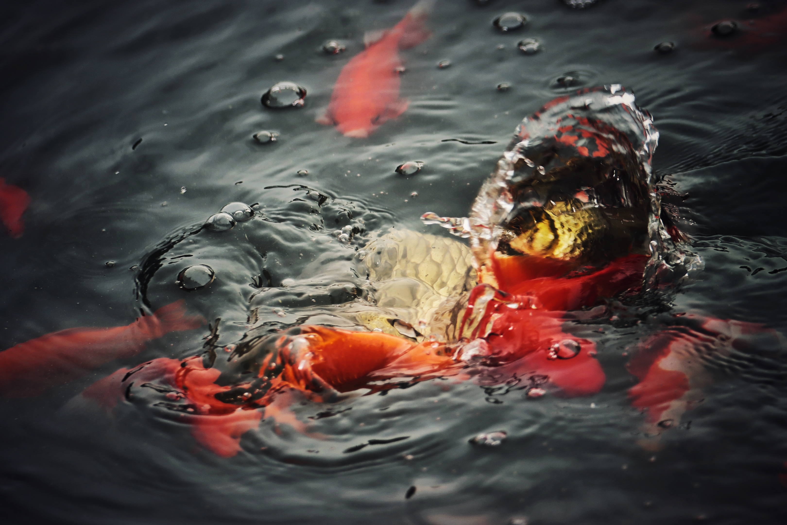 喂荷塘金鲤鱼《首发》