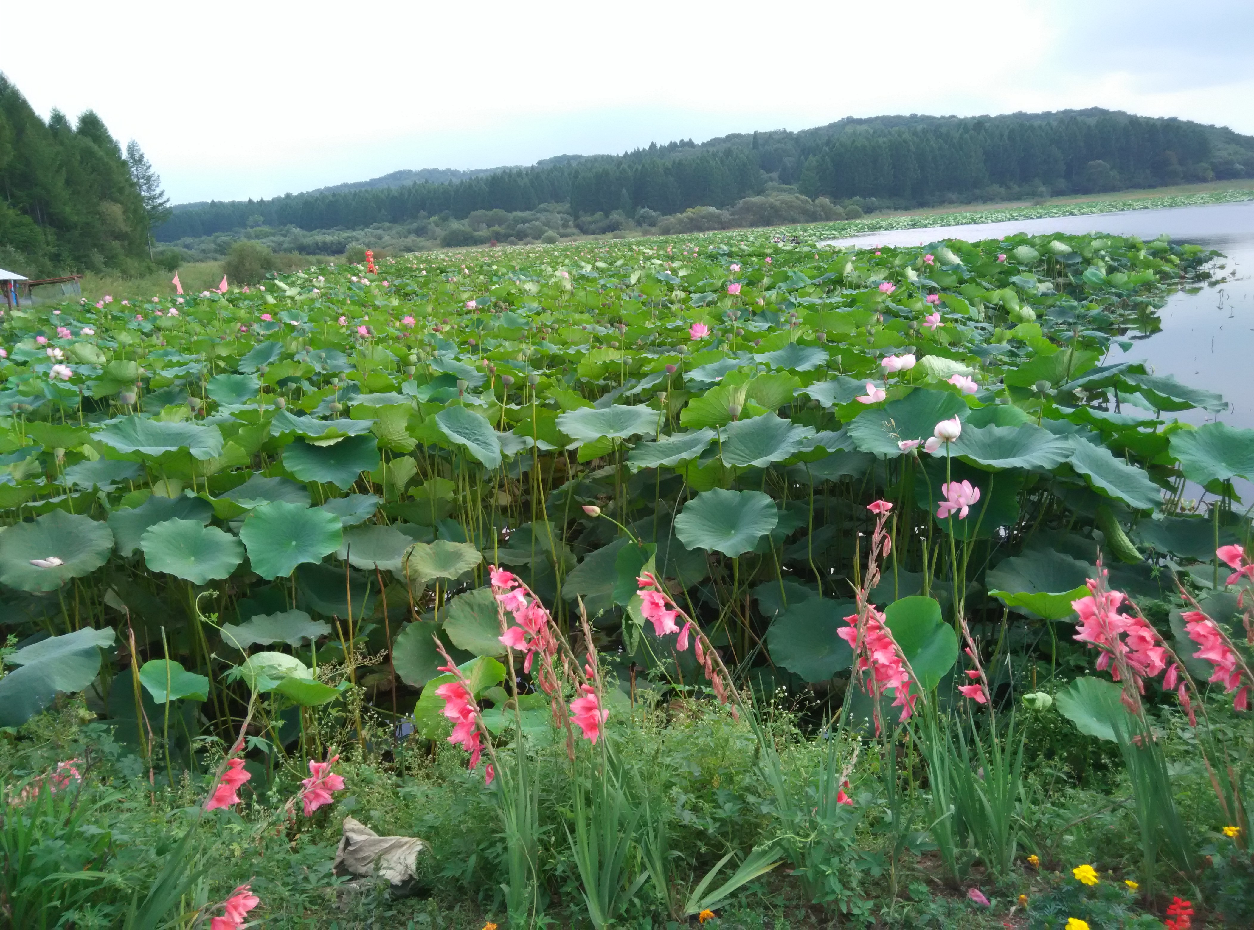 山清水秀