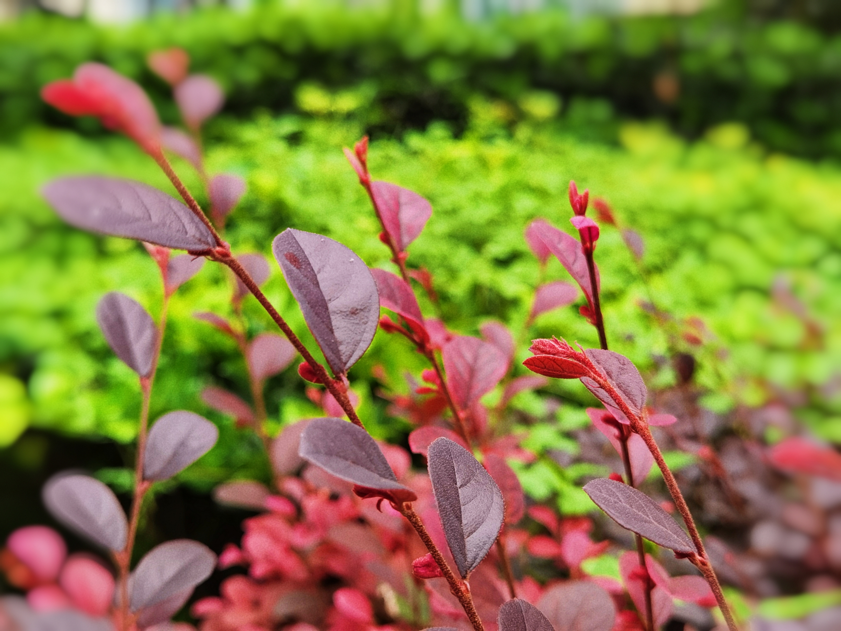 红花檵叶【首发】