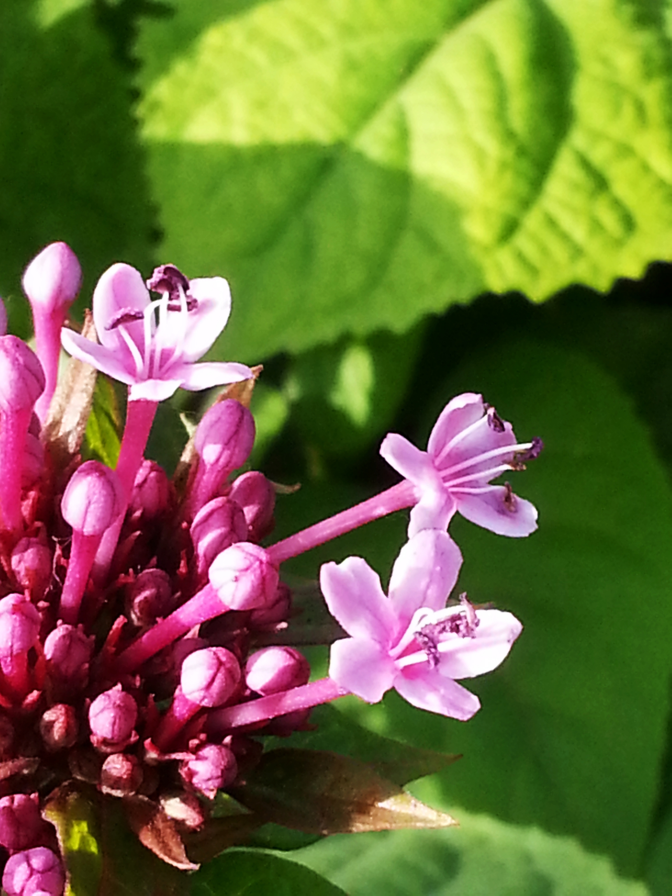臭牡丹花,此花名符其实,有一股臭味,无论远观还是近看,形状都非常好看