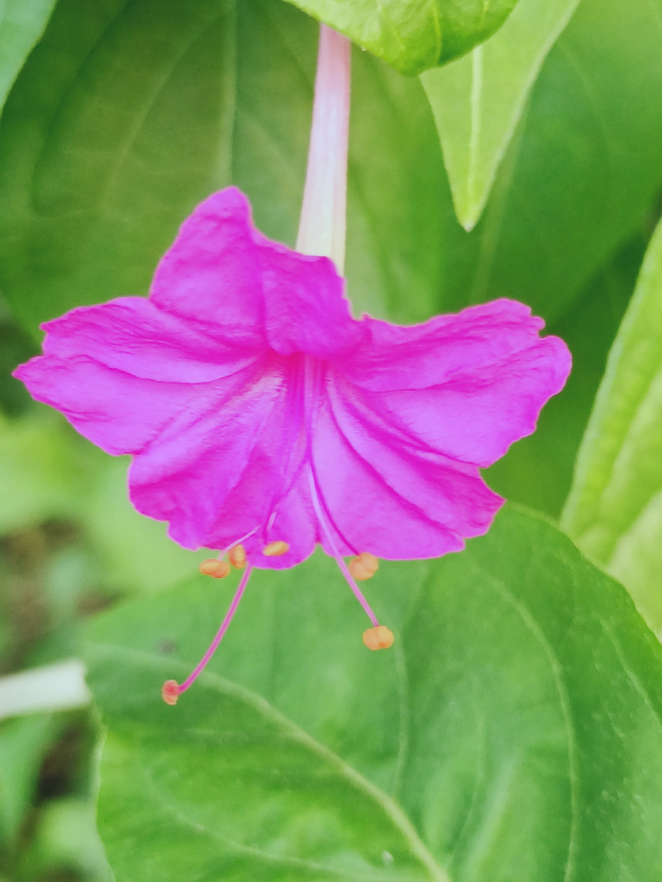 首发 紫茉莉