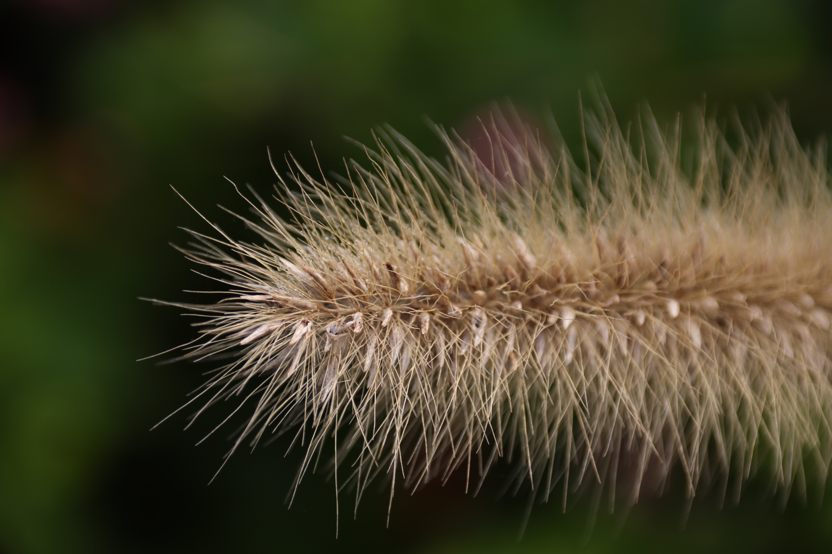 【首发】狗尾巴花开