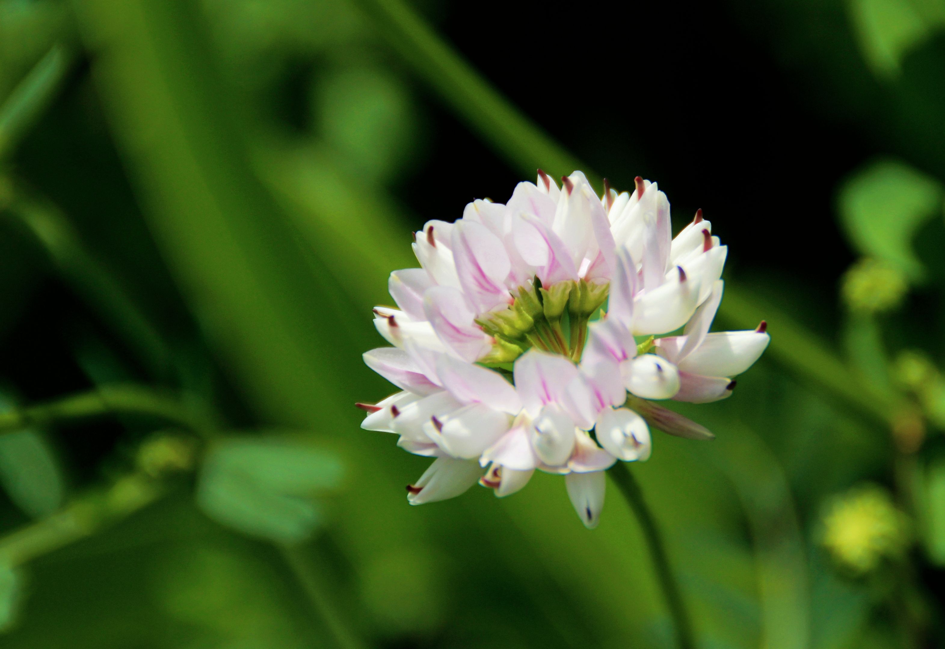 【首发】绣球小冠花②