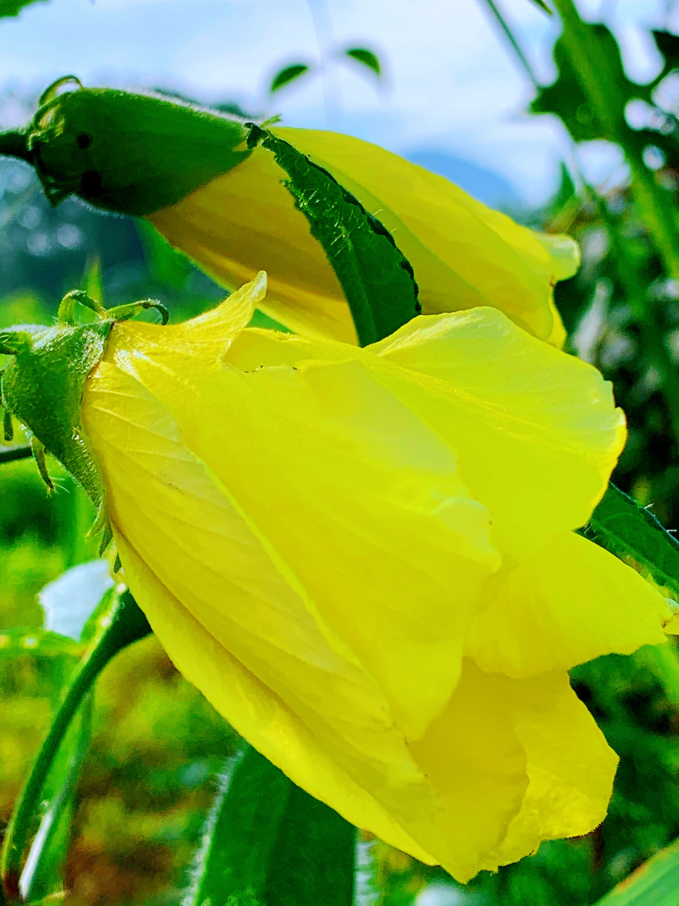 黄蜀葵(黄蜀葵花肝肾毒性)