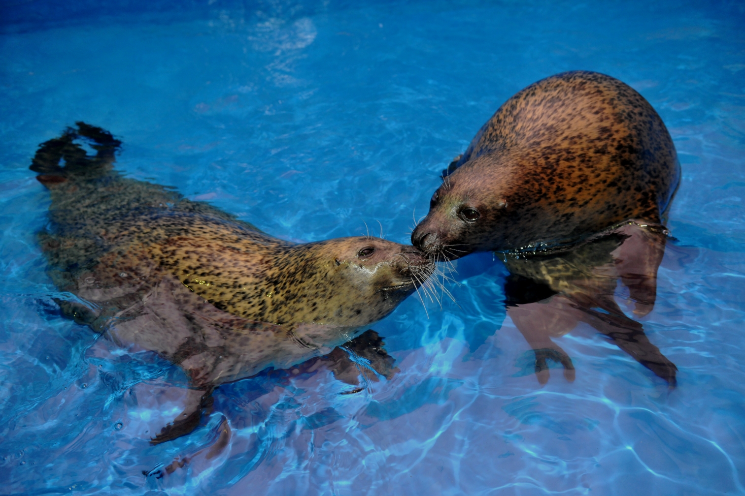 哈尔滨极地馆世界著名极地动物大咖秀