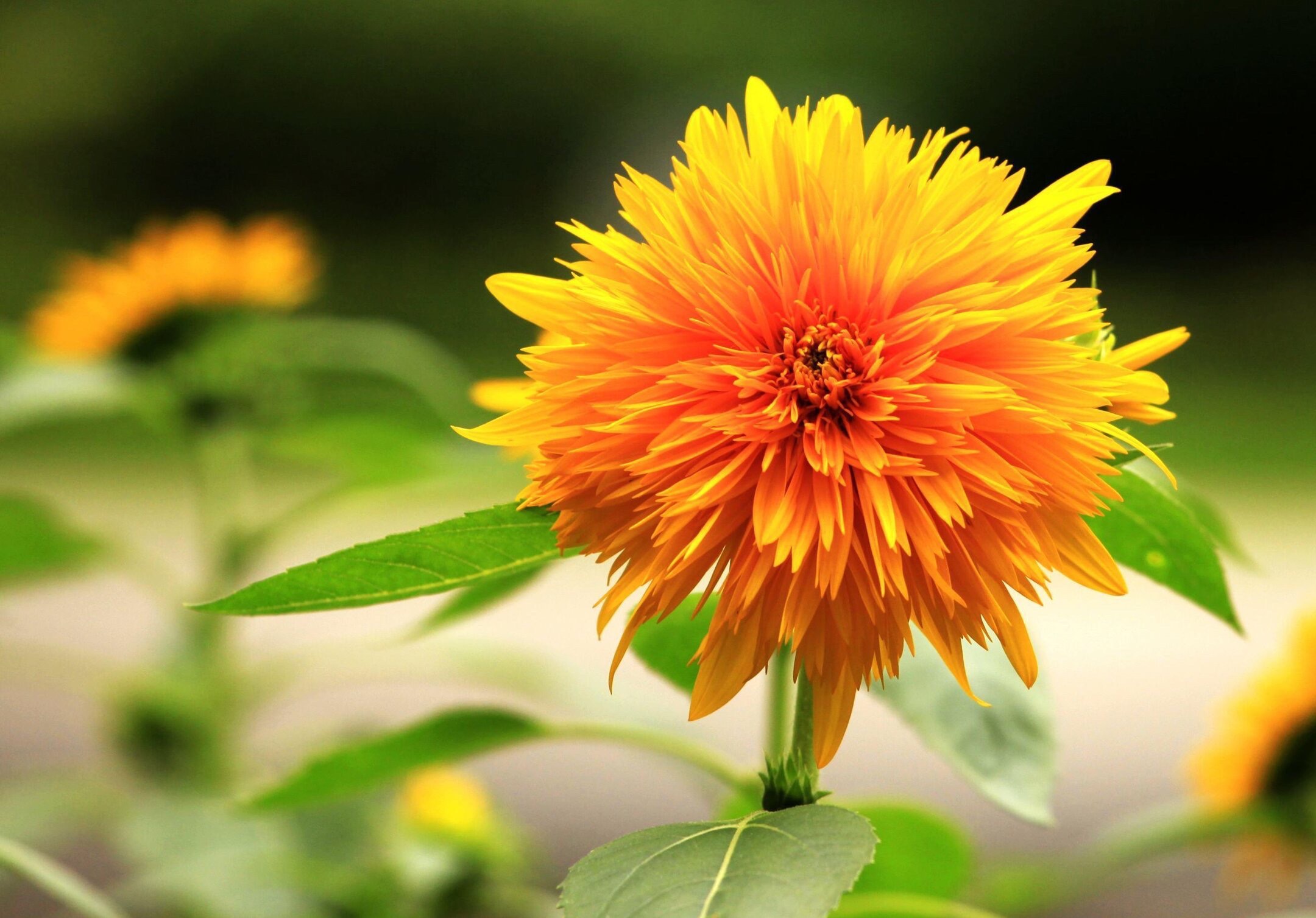 【首发】千瓣葵