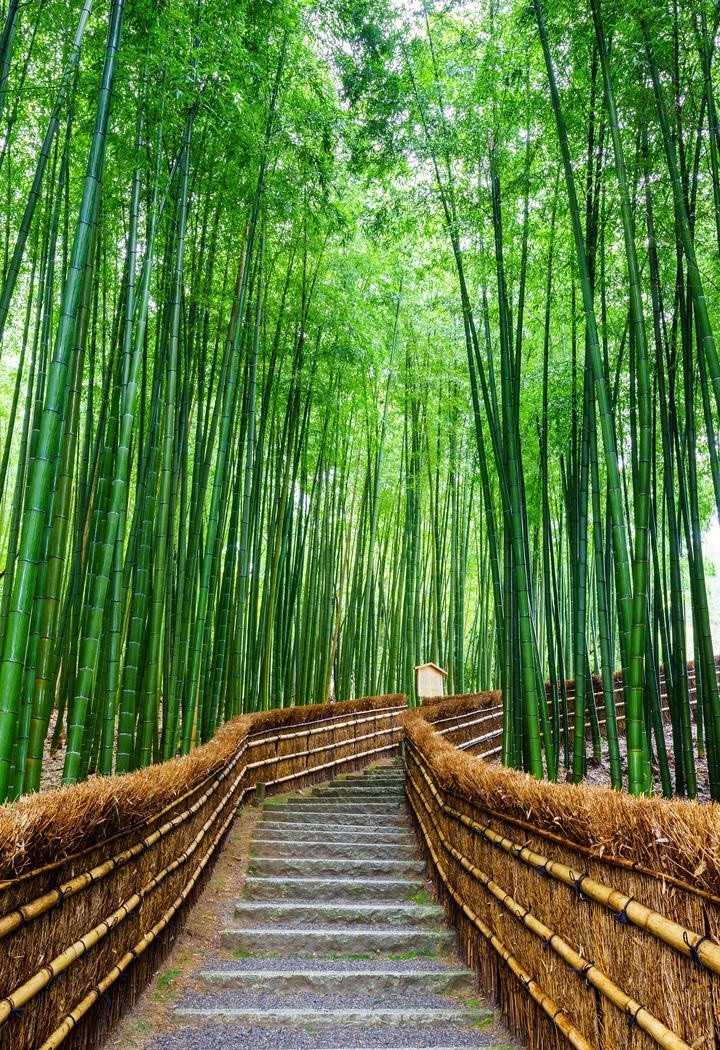 七绝 安吉青竹园