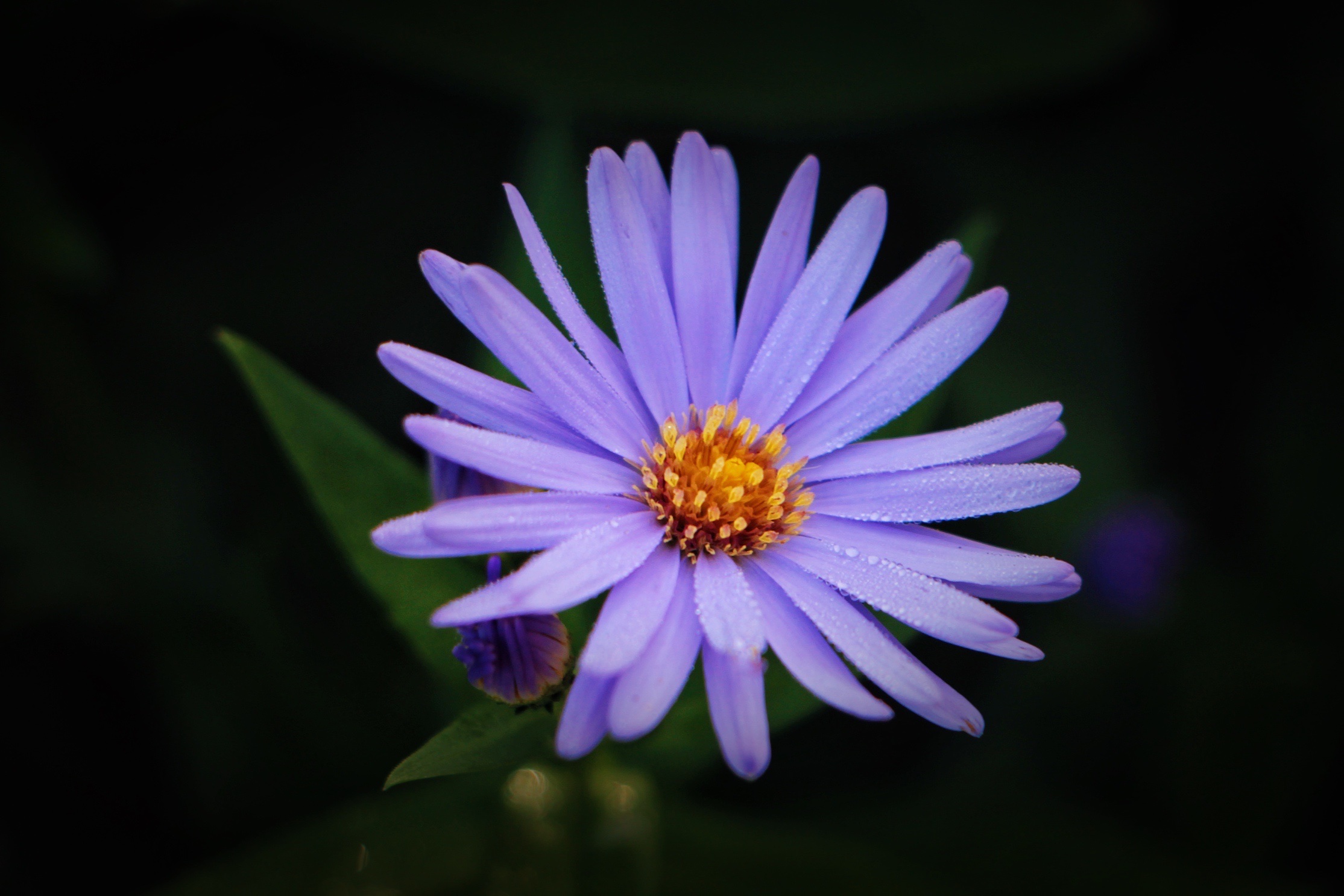 紫苑花图片