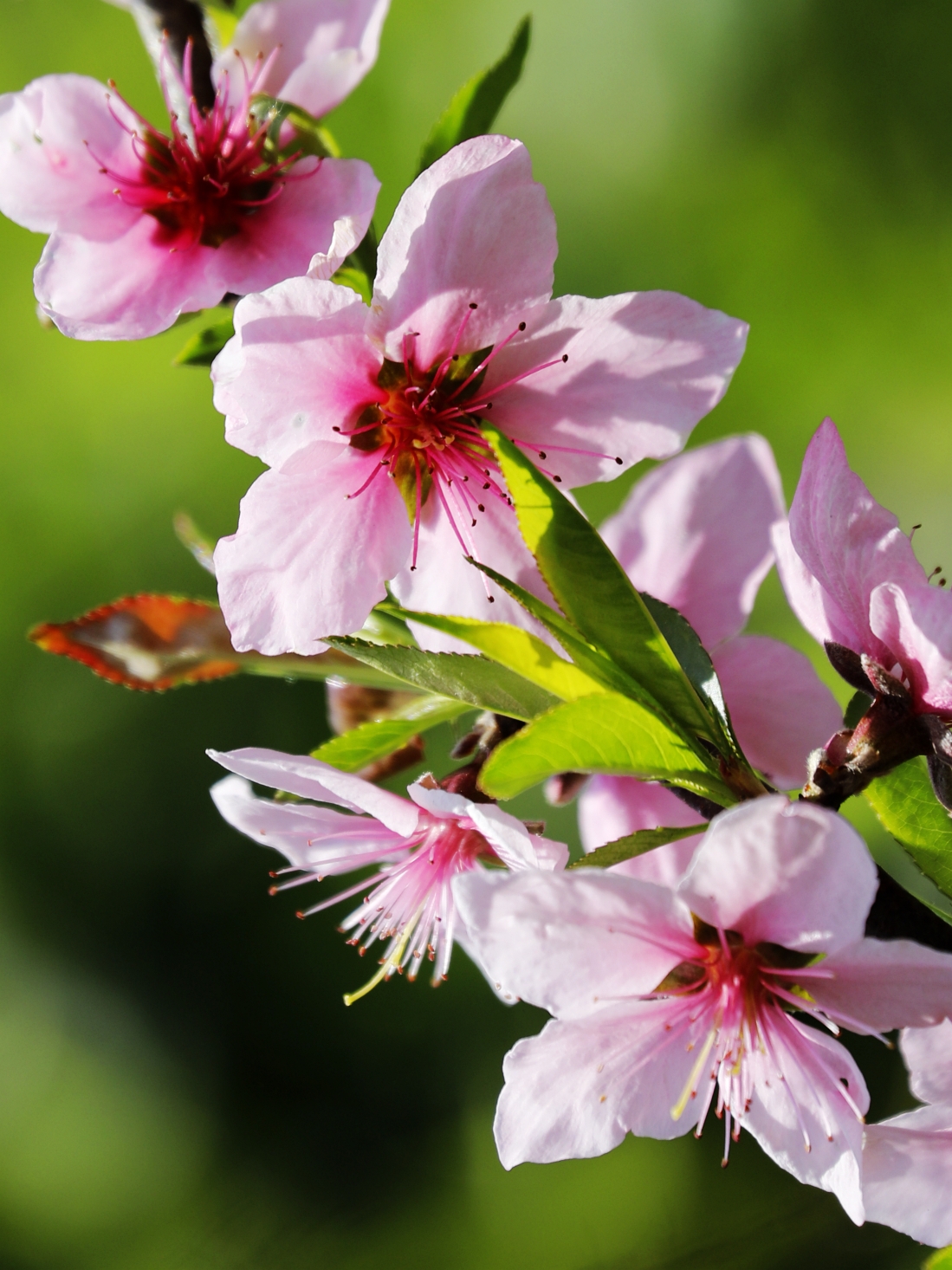 但愿老死花酒间,不愿鞠躬车马前.车尘马足富者趣,酒盏花枝贫者缘.