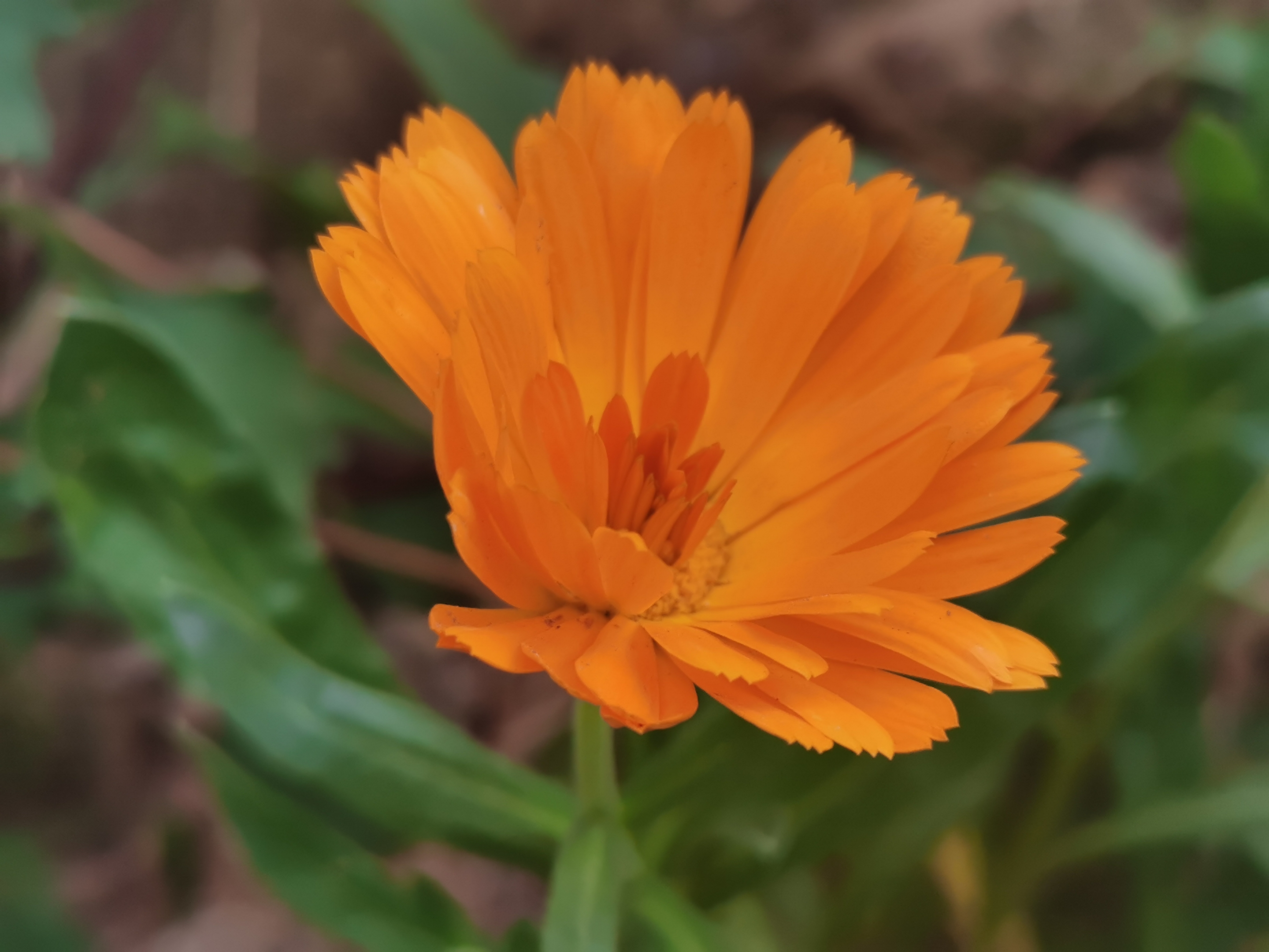 金盏花(二)(首发)