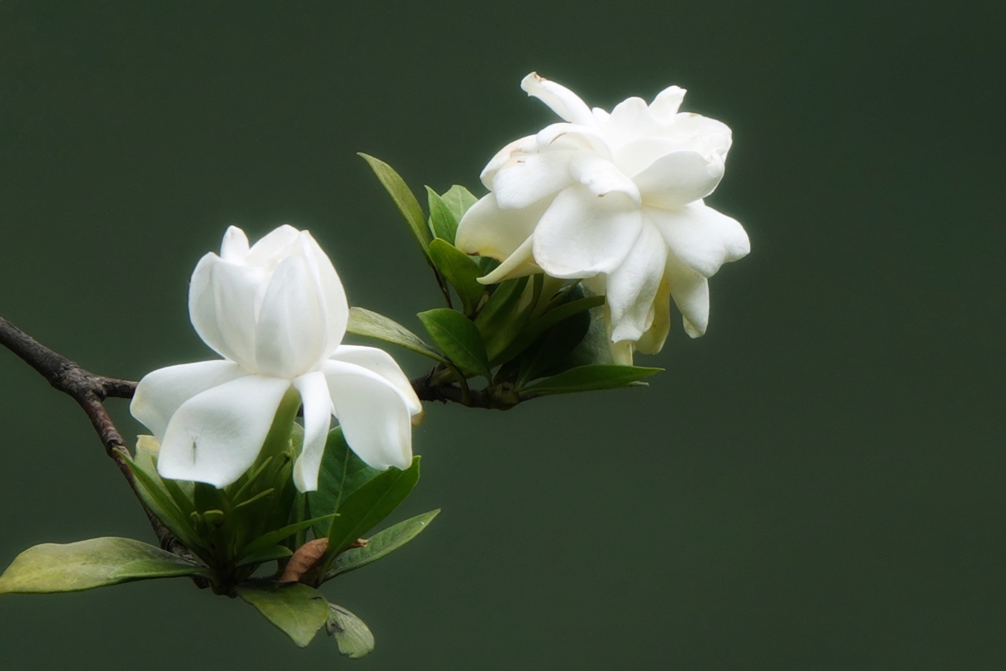 【首发】栀子花开