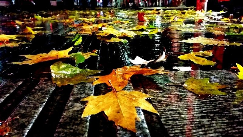 落叶唯美秋雨图片