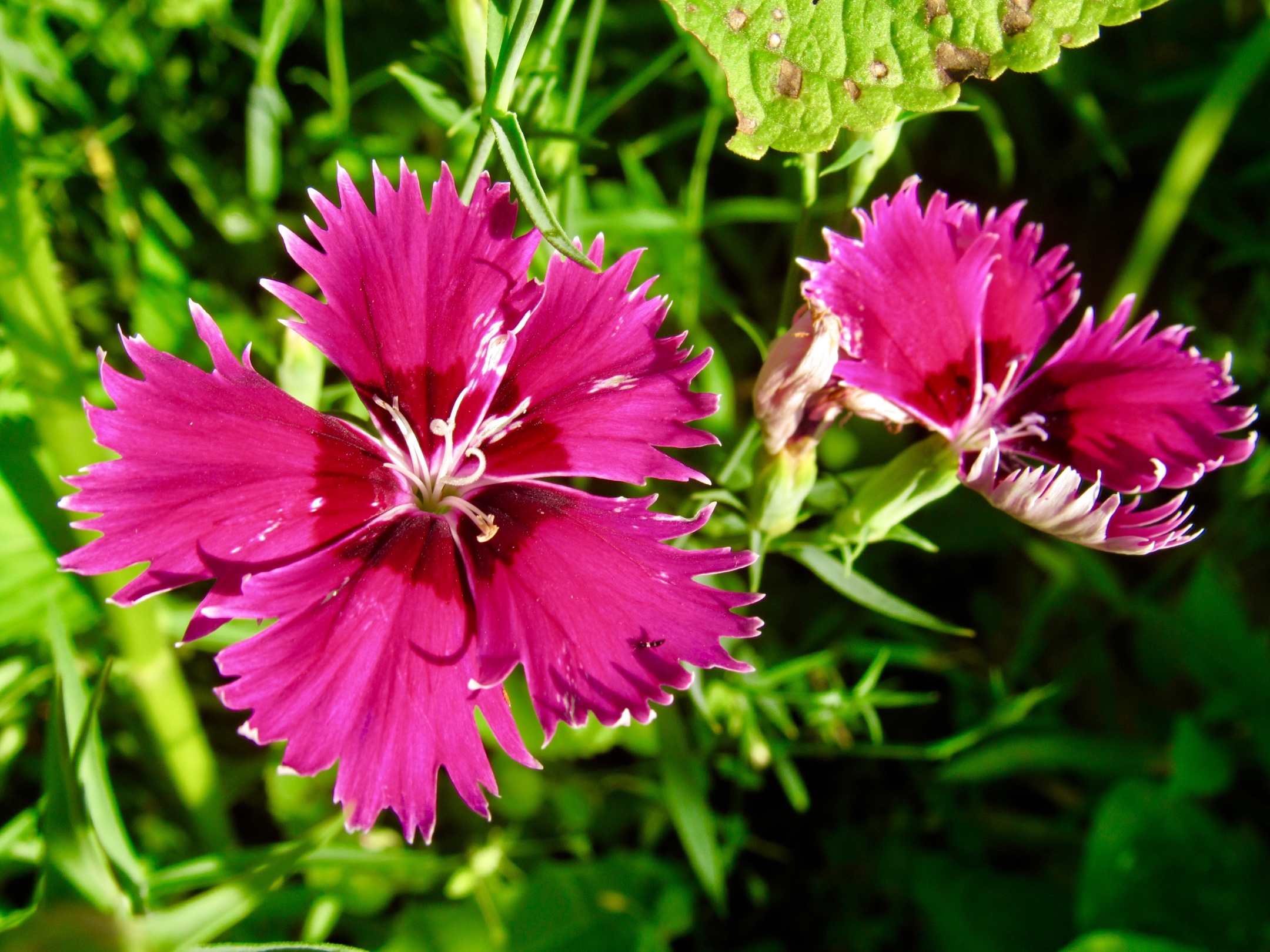多姿多彩的石竹花