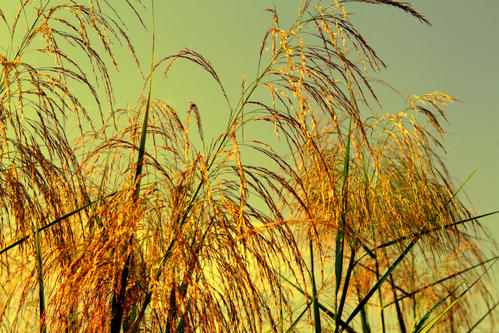 【首发】【雅韵文轩】现代诗荟萃(六十八)