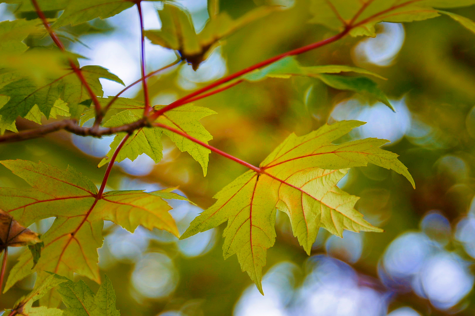【首发】秋阳下的糖枫美轮美奂