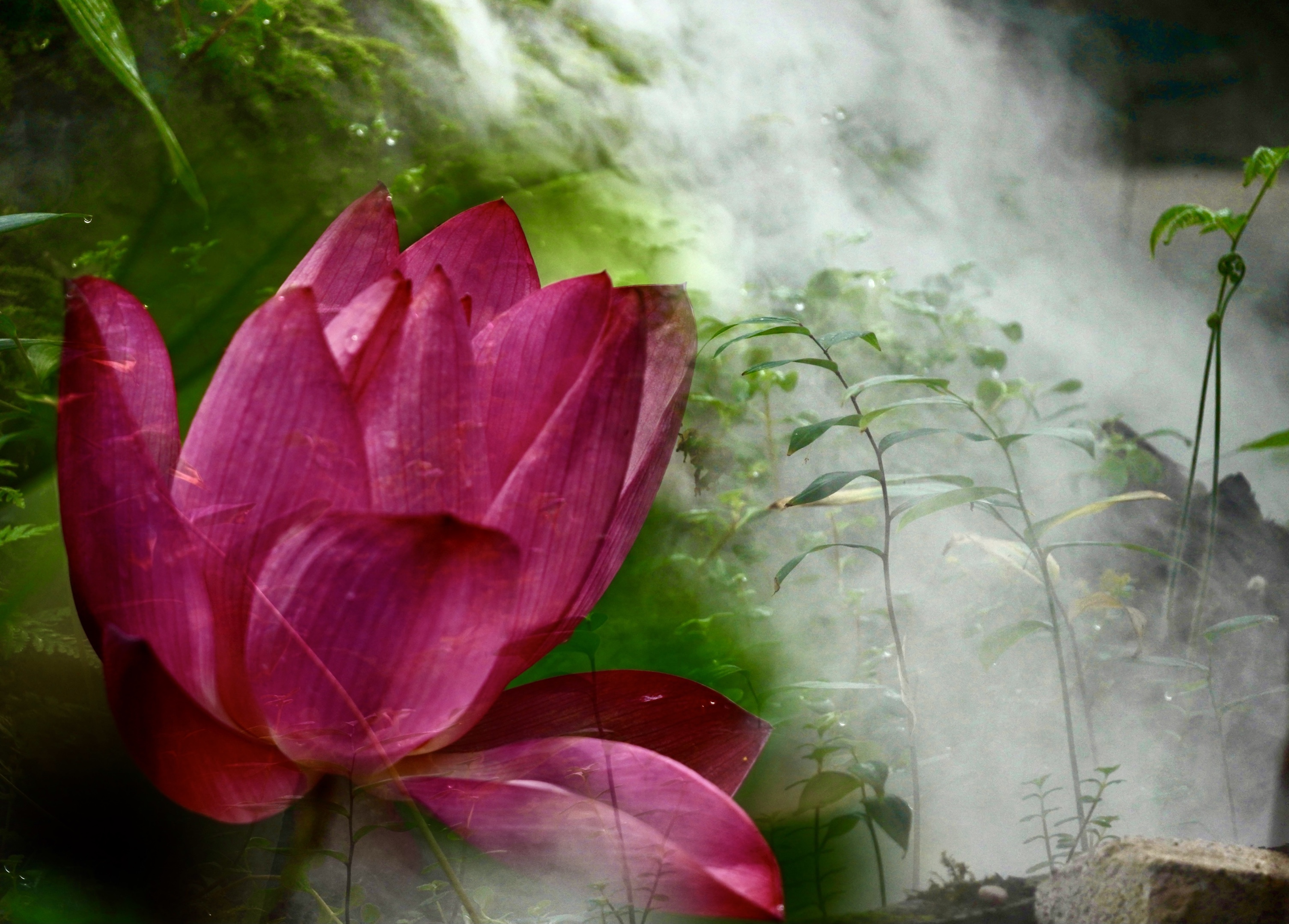 烟雨中她似仙子高洁而娴静,清雅又淡然…我喜欢荷,喜欢她的淡淡清香