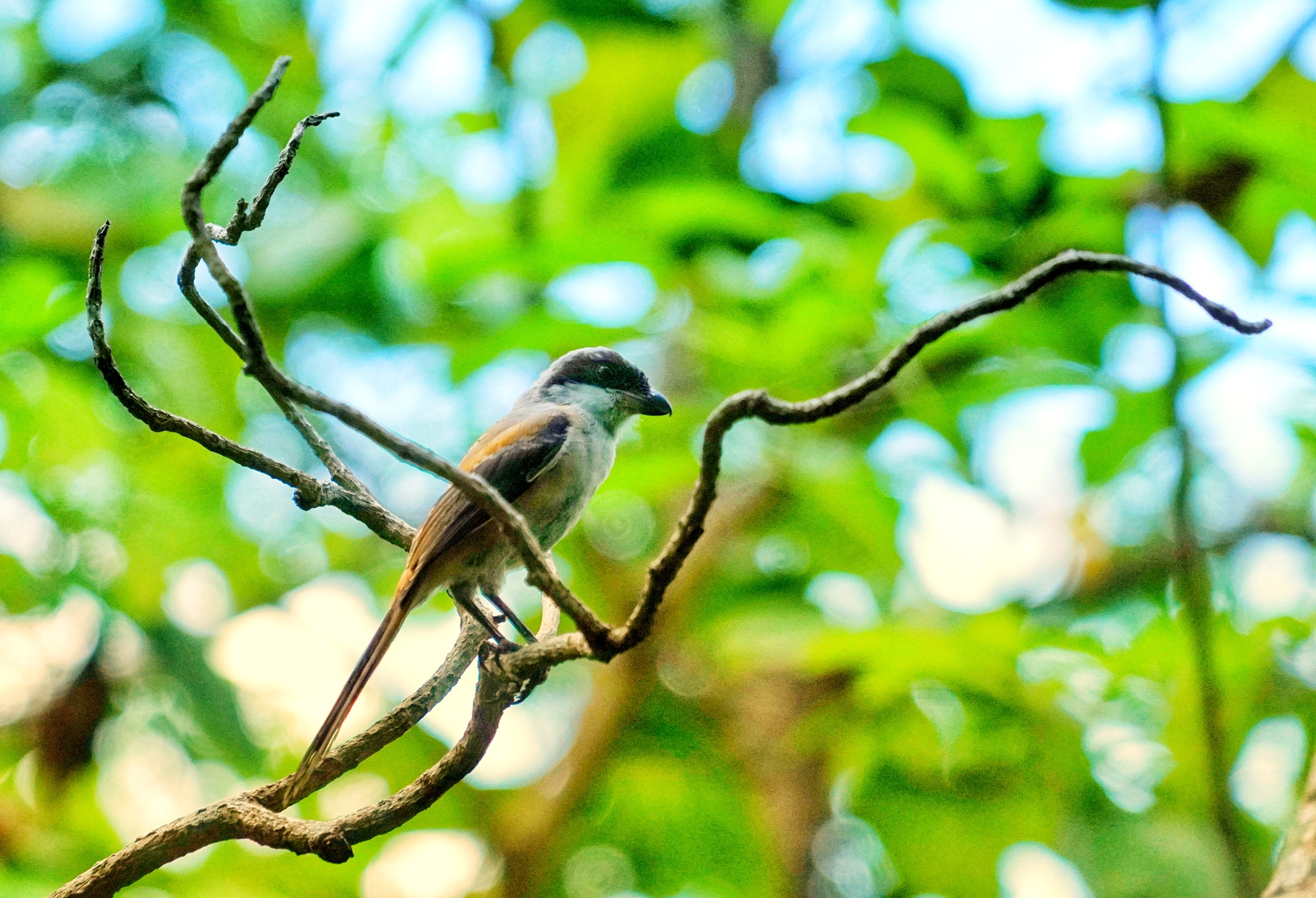 林中巧遇伯勞鳥