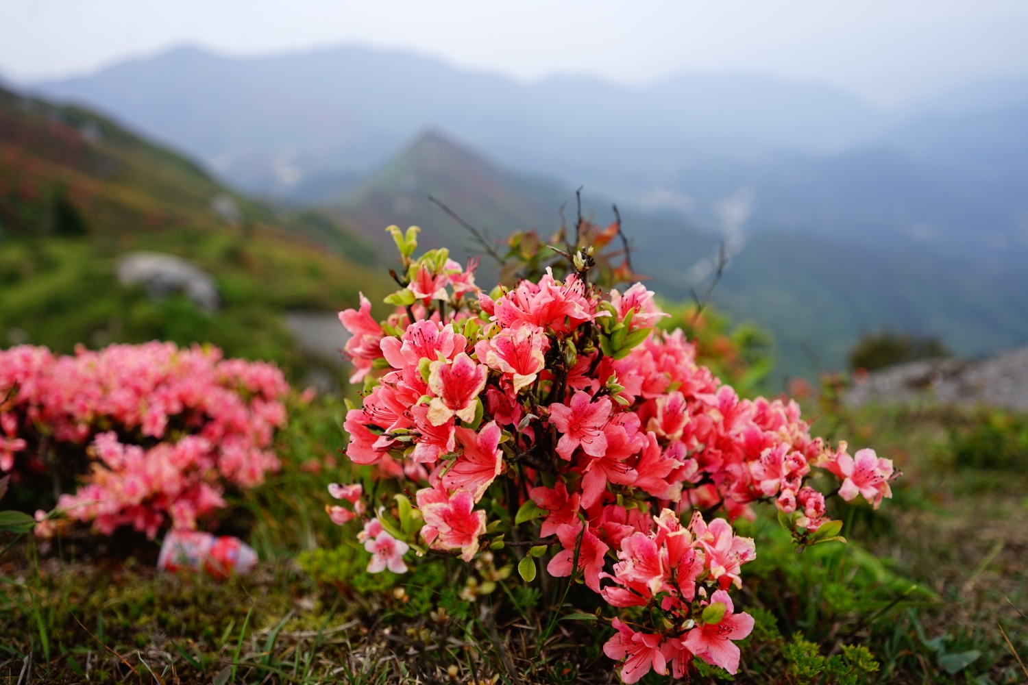 又见山里红202005桂阳扶苍山观赏杜鹃花