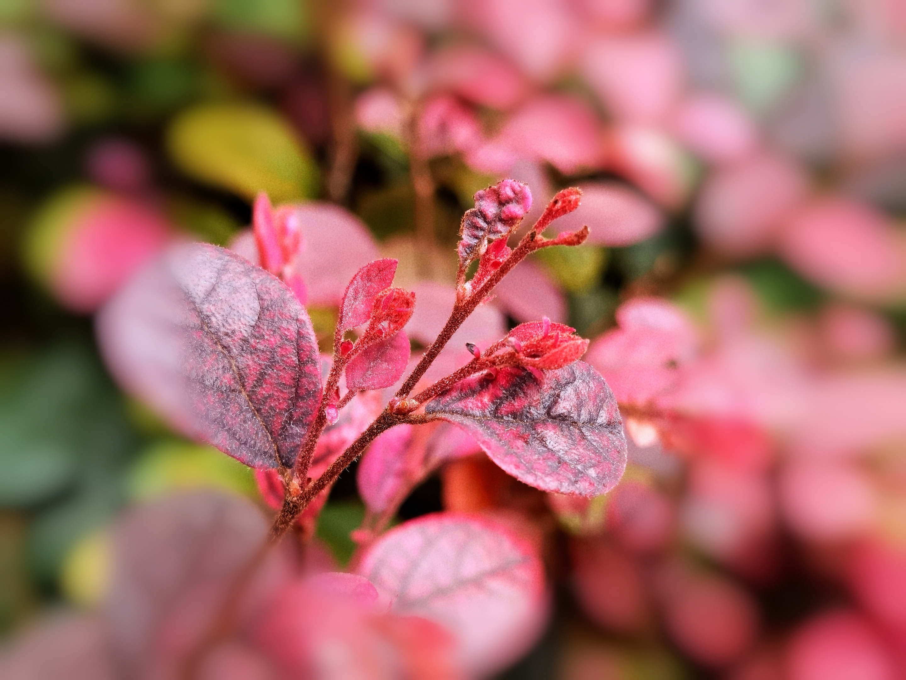 红花檵叶【首发】
