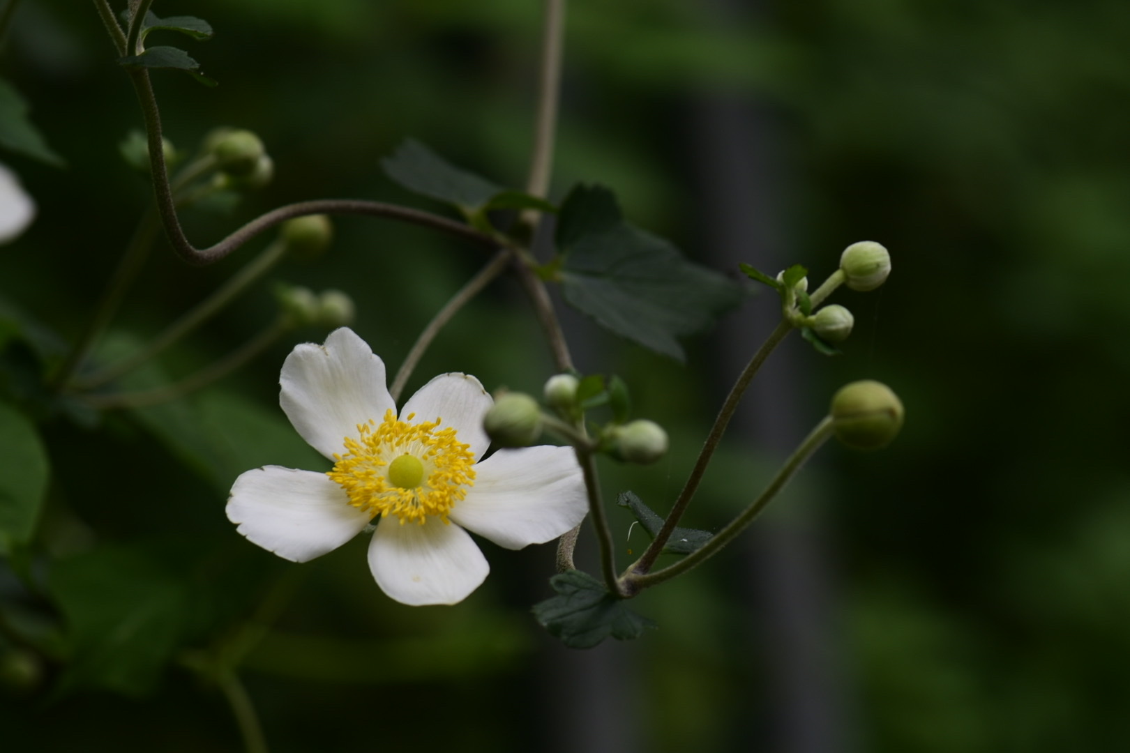 【首发】野棉花也好美