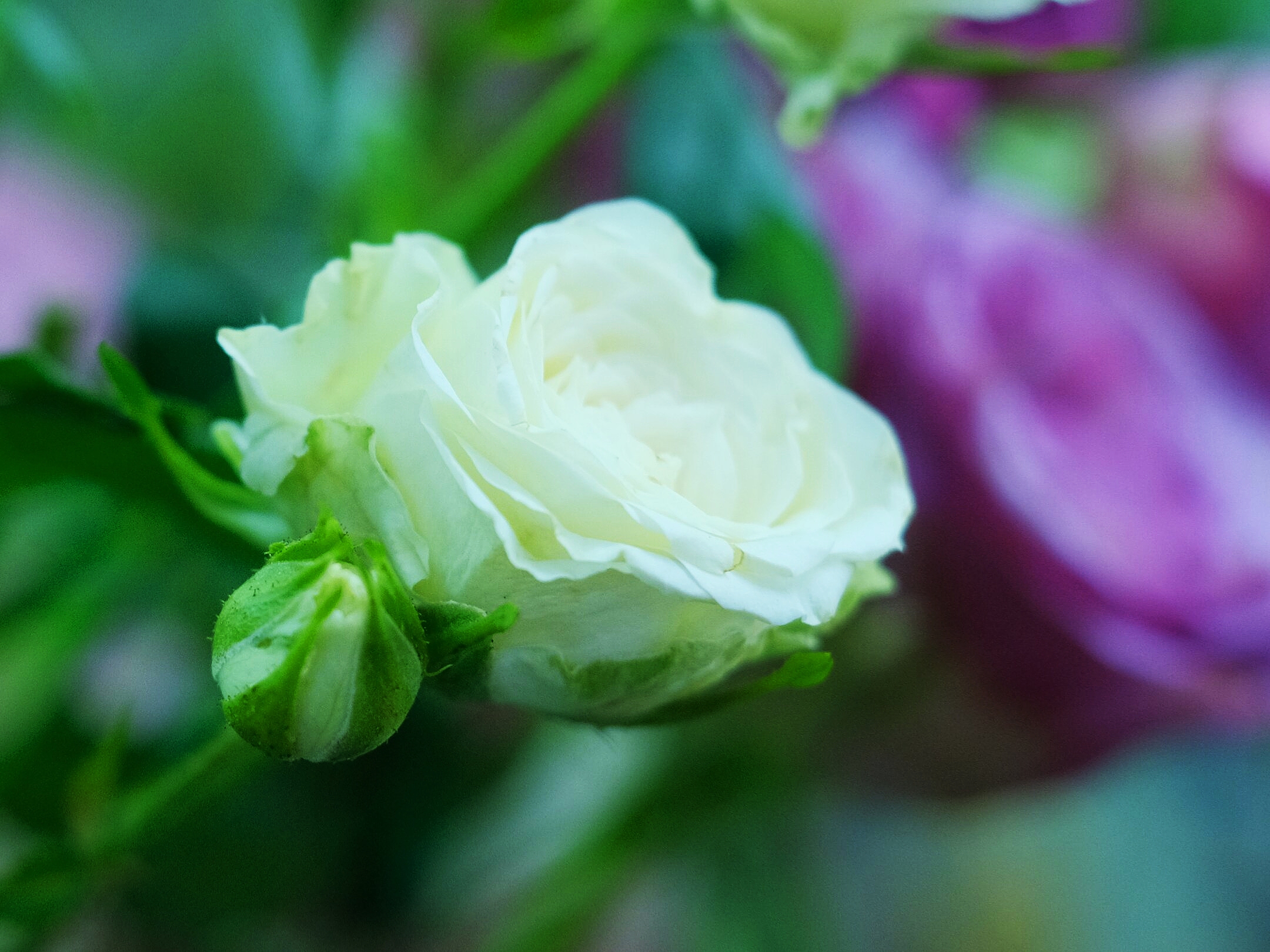 爱之花*玫瑰之约