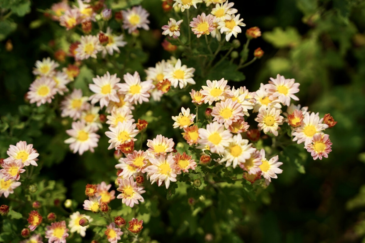 【首發】小雛菊