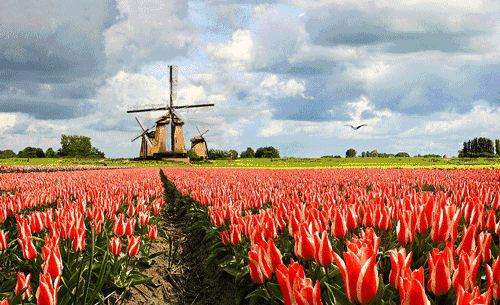 500_305gif 动态图 动图