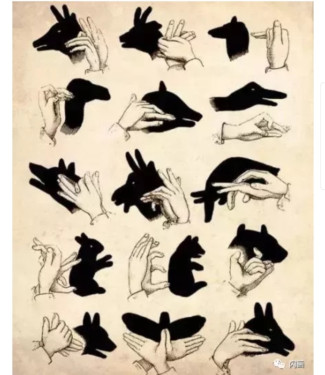 2020年4月22日星期三科学活动有趣的手影