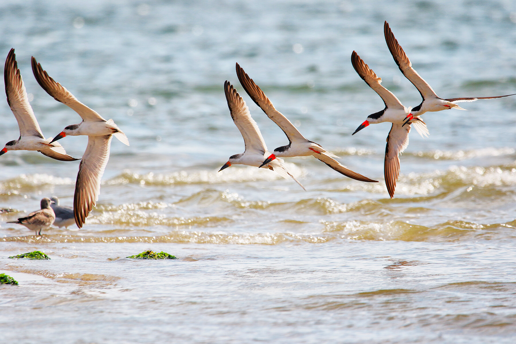 西沙群岛鸟群图片图片