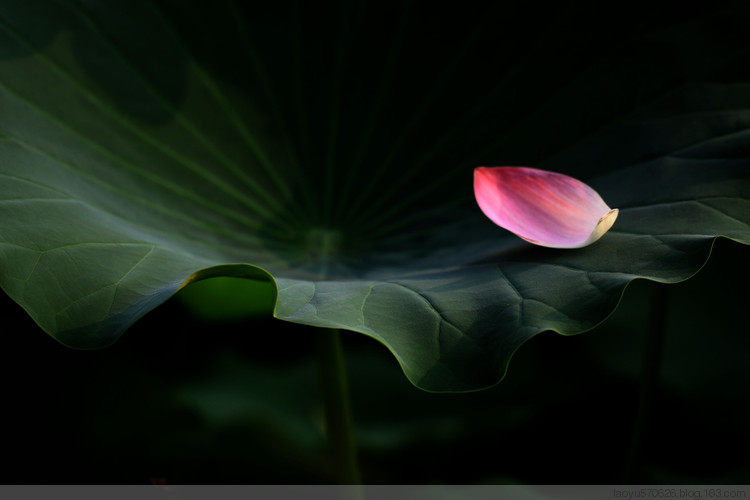 读你一瓣心香作者:杨柳岸边|诵读:碧林听涛