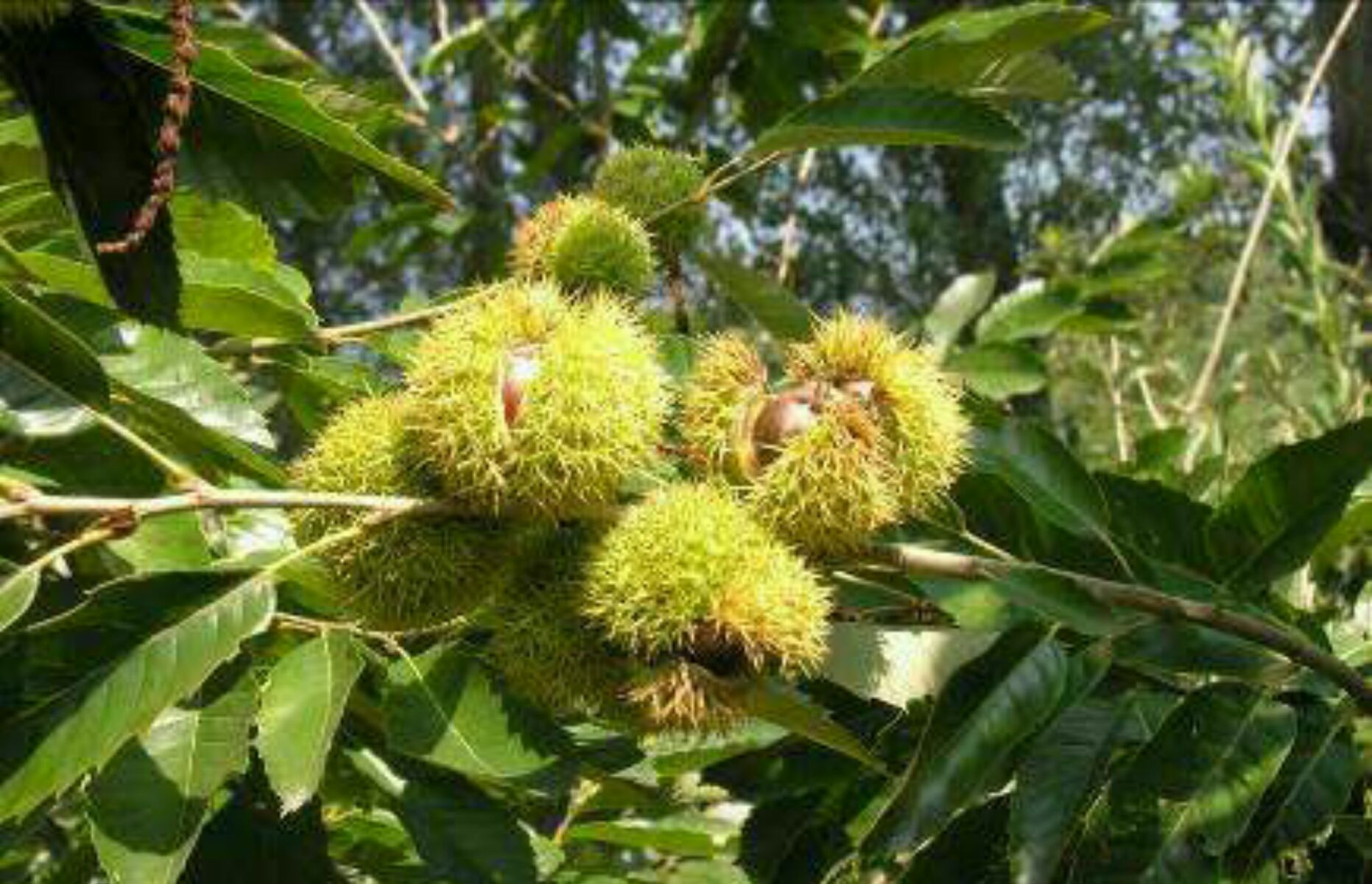 他们使劲对着树一脚,只听下冰雹似的地下一阵乱响,那尖栗子洒落满地