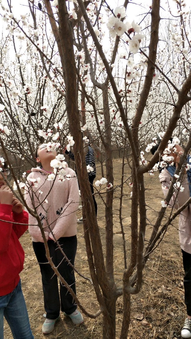 赏杏花