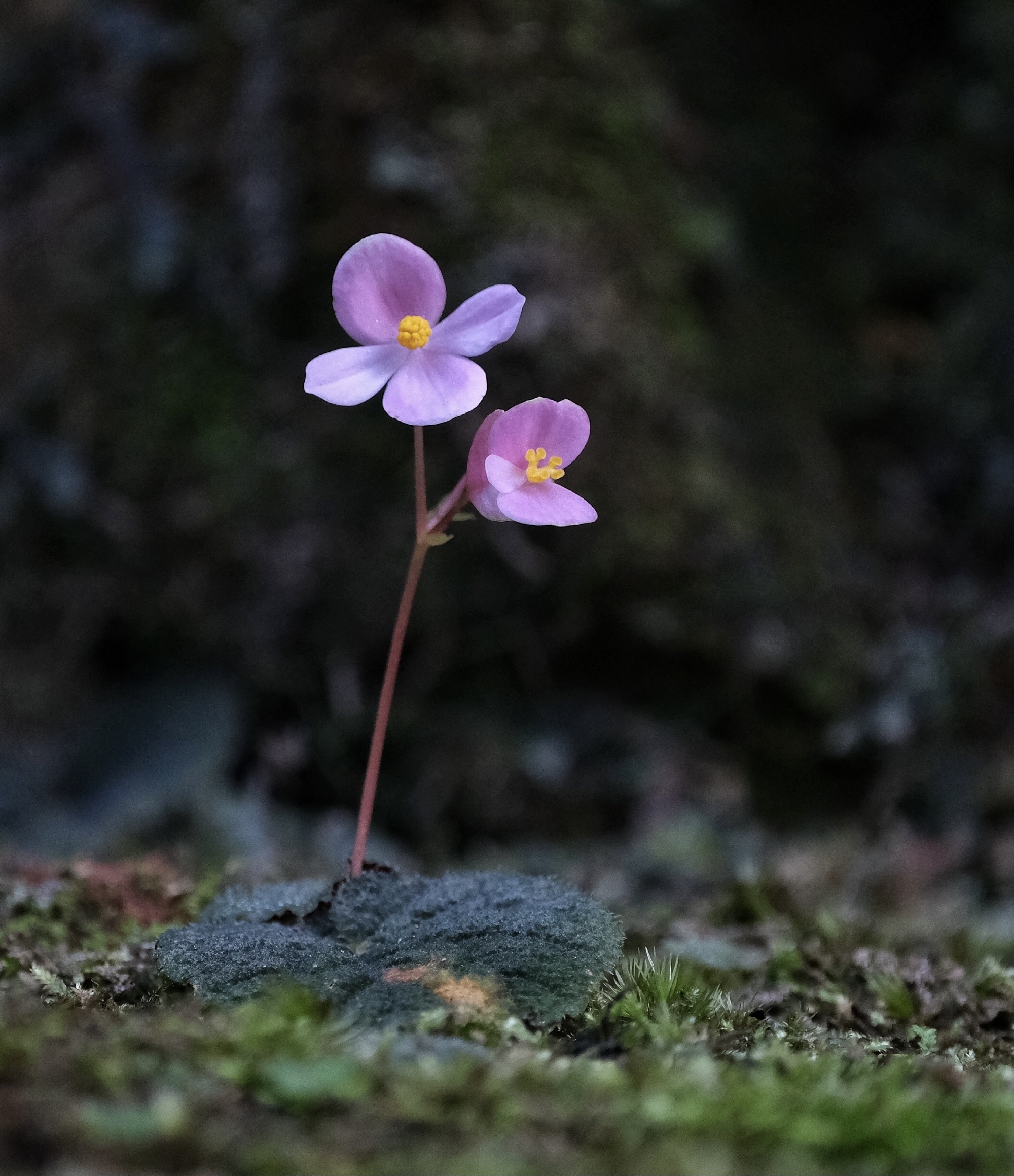 【首发】紫背天葵