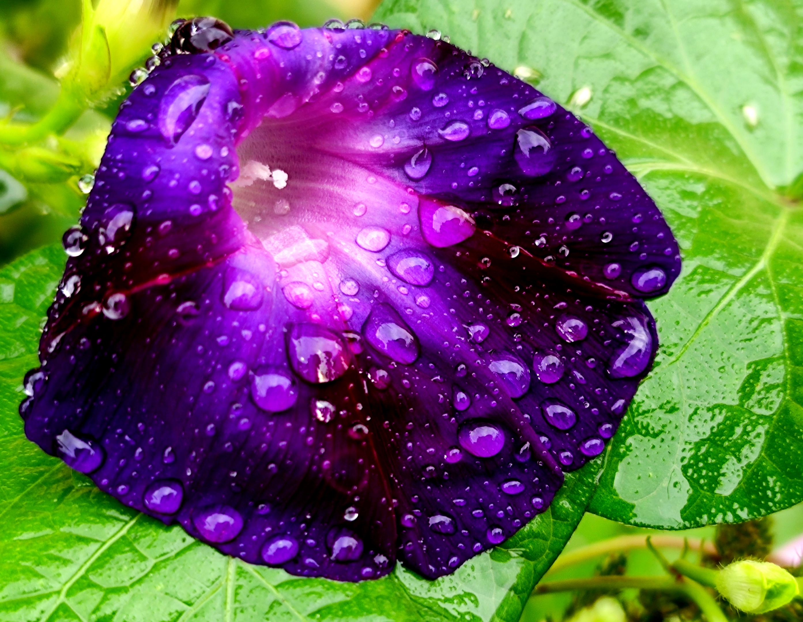 雨中微距牵牛花【vv首发】