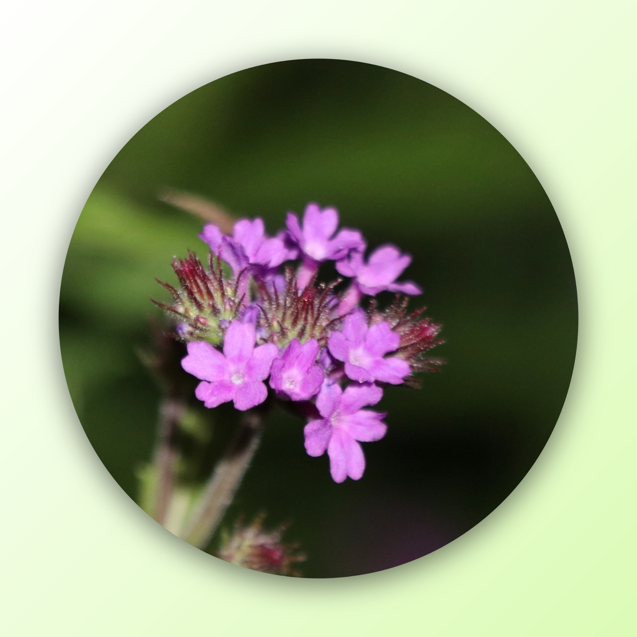 马鞭草【首发】