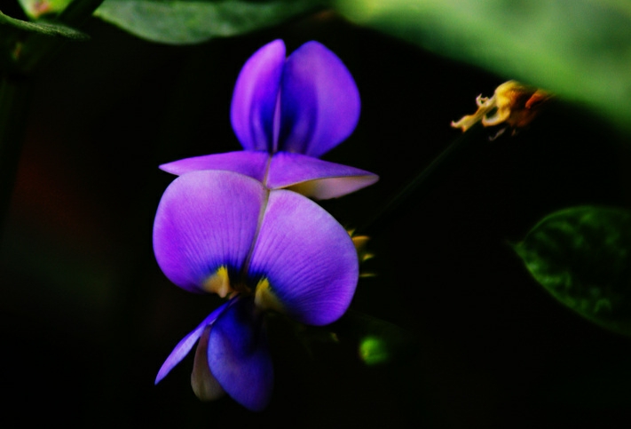 铁筷子昙花栀子夏堇使君子山丹丹香水草萱草鲁冰花勿忘我石斛曼陀罗蒜