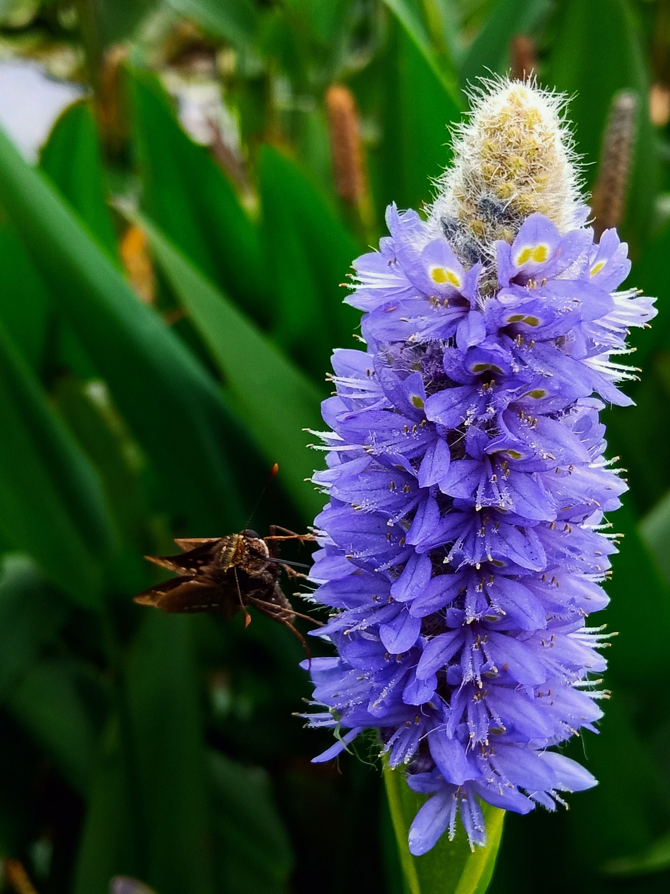 梭鱼草【首发】