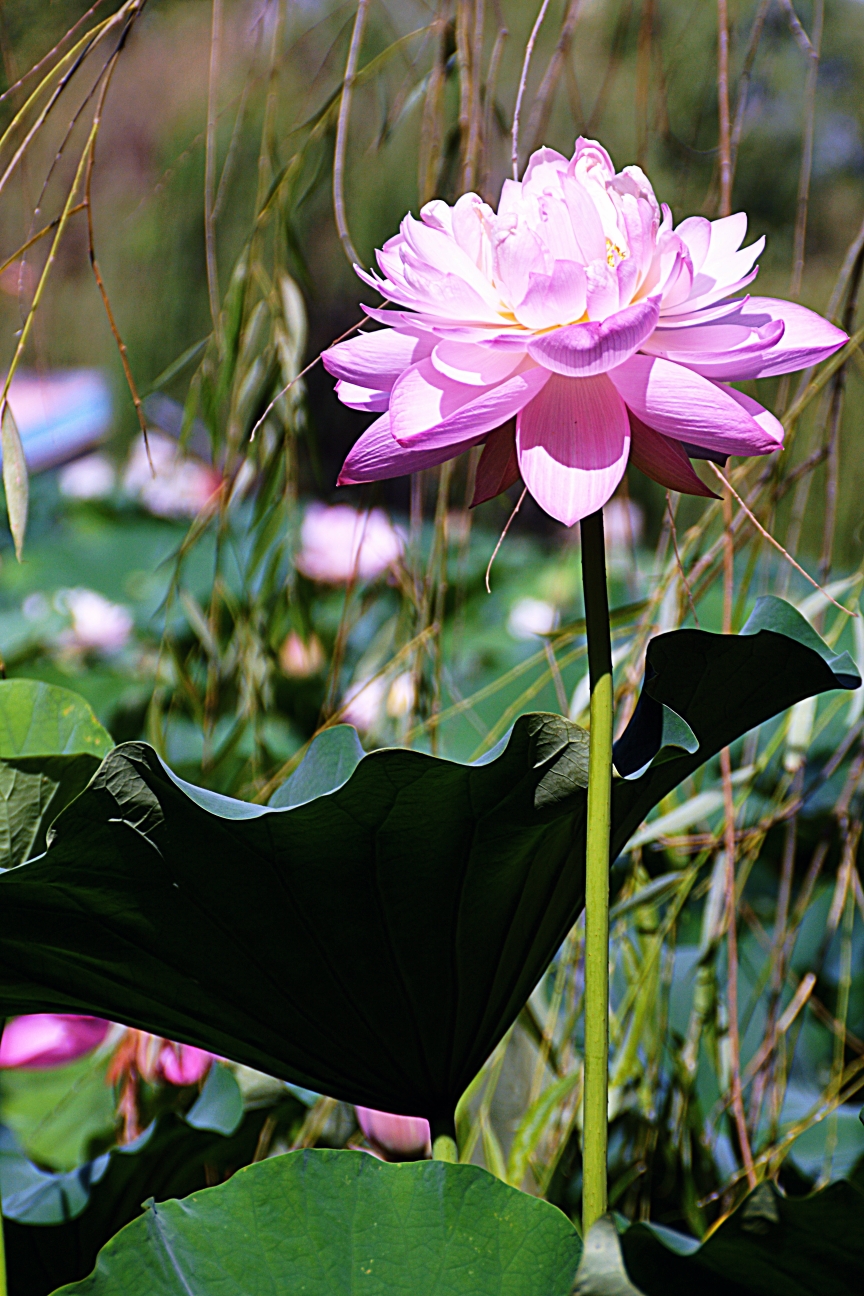 荷花婀娜多姿的姿态