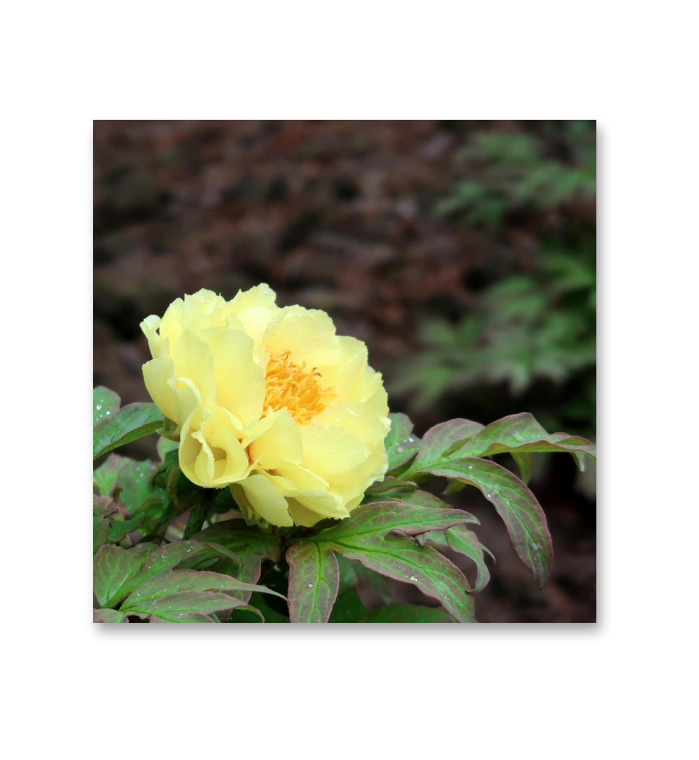 鹅黄牡丹花【首发】